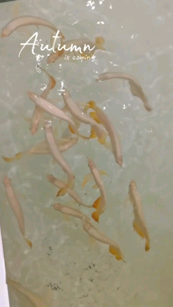 水幕金，小魚 水幕金，小魚 龍魚論壇