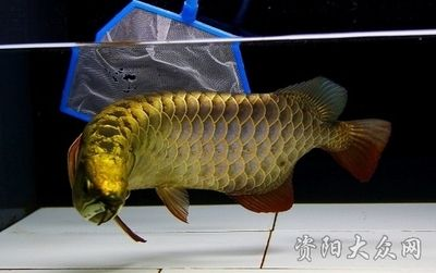資陽龍魚vs祥龍魚場（資陽龍魚和祥龍魚場哪個好） 資陽龍魚vs祥龍魚場（資陽龍魚和祥龍魚場哪個好） 全國水族館企業名錄 第2張
