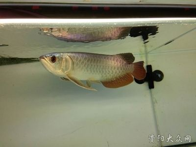 資陽龍魚vs祥龍魚場（資陽龍魚和祥龍魚場哪個好） 資陽龍魚vs祥龍魚場（資陽龍魚和祥龍魚場哪個好） 全國水族館企業名錄 第3張