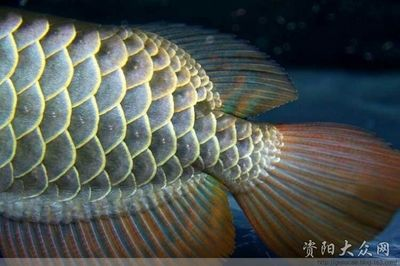 資陽龍魚vs祥龍魚場（資陽龍魚和祥龍魚場哪個好） 資陽龍魚vs祥龍魚場（資陽龍魚和祥龍魚場哪個好） 全國水族館企業名錄 第5張
