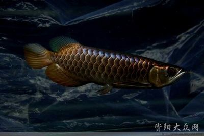 資陽龍魚vs祥龍魚場（資陽龍魚和祥龍魚場哪個好） 資陽龍魚vs祥龍魚場（資陽龍魚和祥龍魚場哪個好） 全國水族館企業名錄 第4張