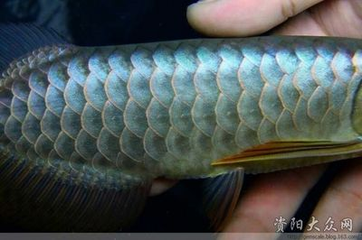 資陽龍魚vs祥龍魚場（資陽龍魚和祥龍魚場哪個好） 資陽龍魚vs祥龍魚場（資陽龍魚和祥龍魚場哪個好） 全國水族館企業名錄 第6張