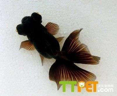龍魚什么時(shí)候開始長(zhǎng)寬vs祥龍魚場(chǎng):龍魚什么時(shí)候開始長(zhǎng)寬vs祥龍魚場(chǎng)龍魚養(yǎng)殖技術(shù)要點(diǎn) vs祥龍魚場(chǎng) 第3張 龍魚什么時(shí)候開始長(zhǎng)寬vs祥龍魚場(chǎng):龍魚什么時(shí)候開始長(zhǎng)寬vs祥龍魚場(chǎng)龍魚養(yǎng)殖技術(shù)要點(diǎn) 龍魚什么時(shí)候開始長(zhǎng)寬vs祥龍魚場(chǎng):龍魚什么時(shí)候開始長(zhǎng)寬vs祥龍魚場(chǎng)龍魚養(yǎng)殖技術(shù)要點(diǎn) vs祥龍魚場(chǎng) 第3張