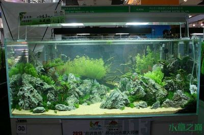 30魚缸造景圖：30魚缸造景圖30魚缸造景的圖文資料和案例分享
