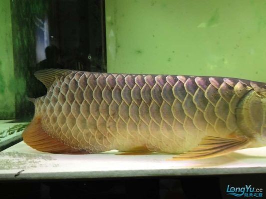龍魚立鱗怎么治療對以后有什么影響呢vs祥龍魚場：如何判斷龍魚是否患立鱗病