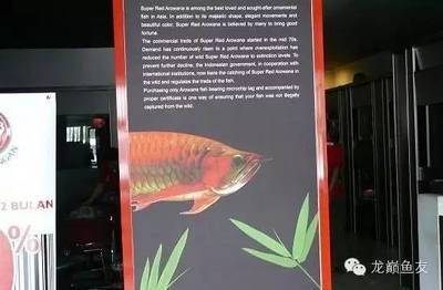 紅龍魚產地印尼哪個省：關于紅龍魚在印尼的具體產地信息