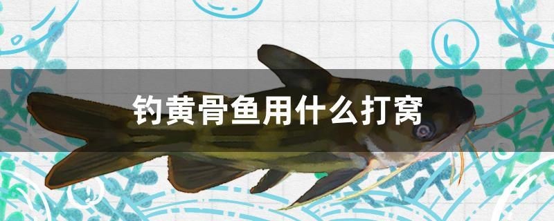 釣黃骨魚用什么打窩