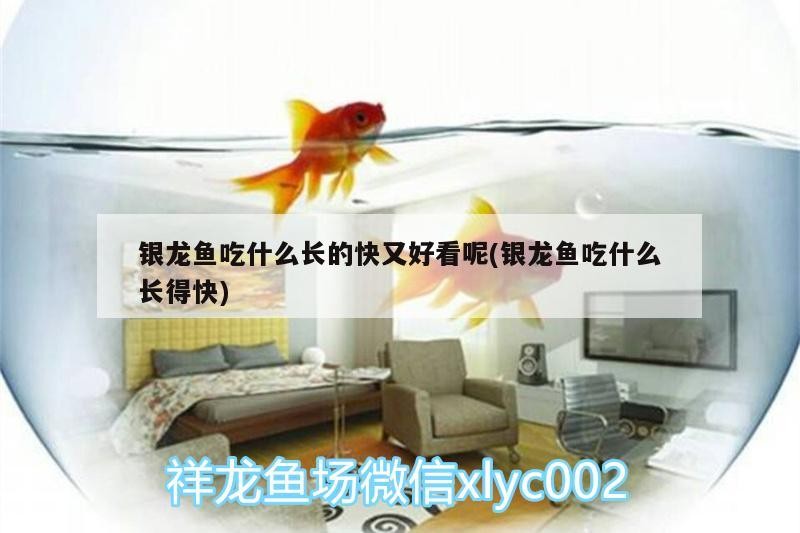銀龍魚(yú)吃什么長(zhǎng)的快又好看呢(銀龍魚(yú)吃什么長(zhǎng)得快)