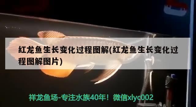 紅龍魚生長(zhǎng)變化過程圖解(紅龍魚生長(zhǎng)變化過程圖解圖片)