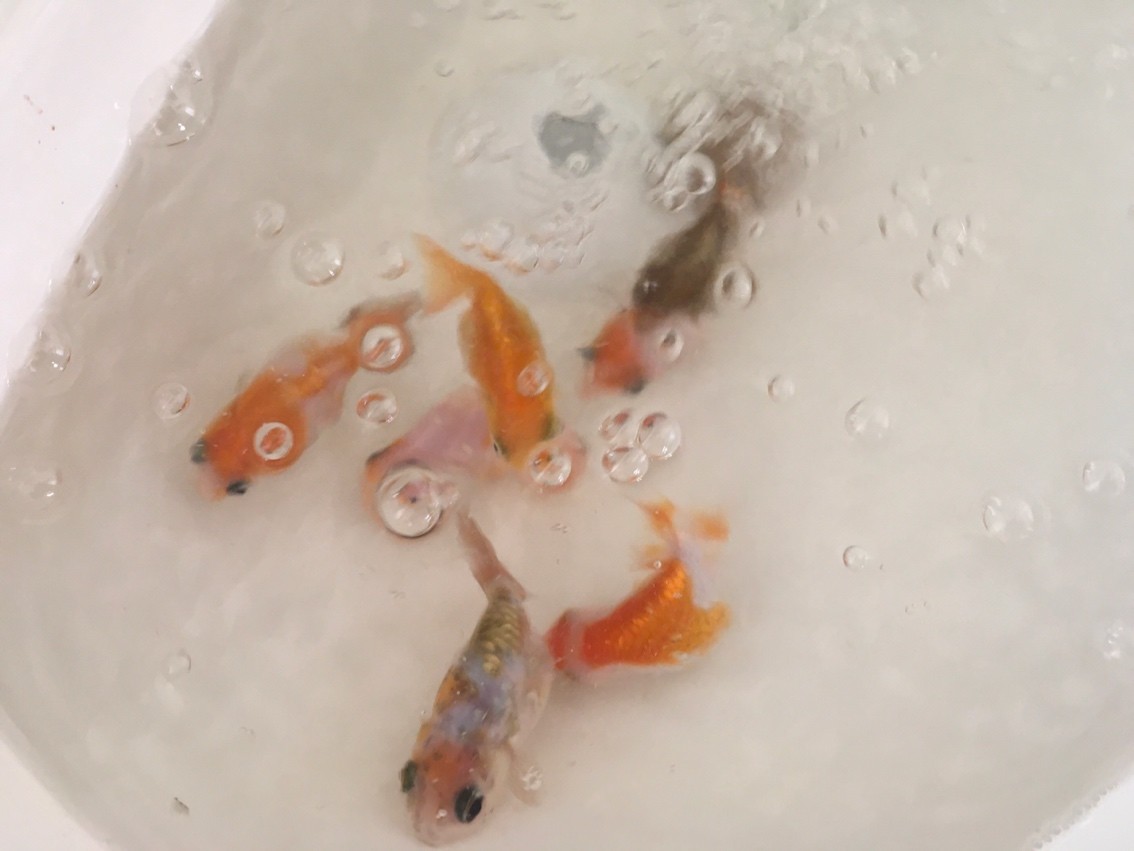金魚還是放盆里好看
