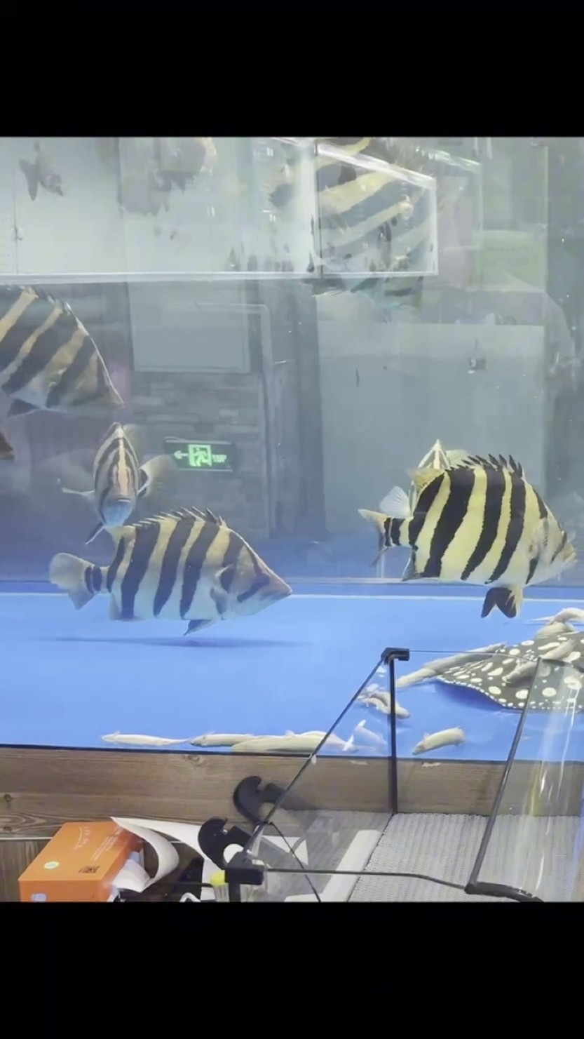 蘇門答臘虎魚