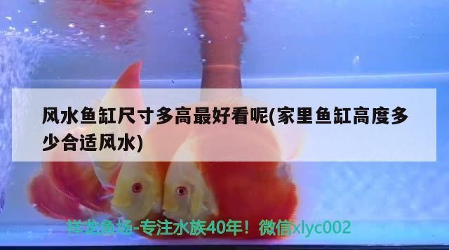 廣州市南沙區園藝水族店