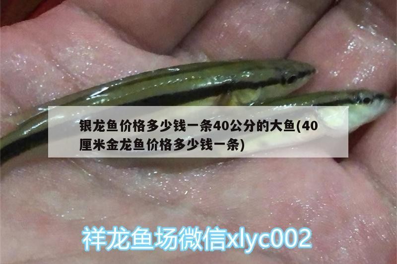 銀龍魚價(jià)格多少錢一條40公分的大魚(40厘米金龍魚價(jià)格多少錢一條) 銀龍魚價(jià)格多少錢一條40公分的大魚(40厘米金龍魚價(jià)格多少錢一條) 銀龍魚百科