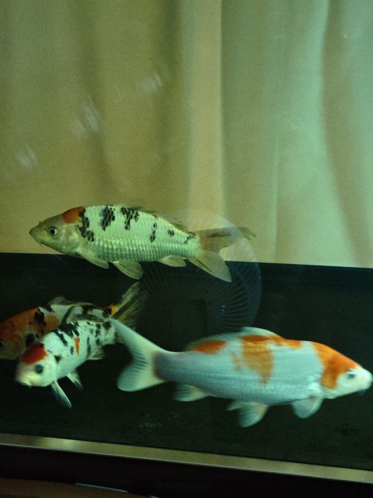 換水+黃粉+換棉+殺菌燈，14小時后，錦鯉尾鰭充血情況，看來好了不少，預計明天換水，700升水繼續下5克黃粉，輕輕地，不敢下重，有好轉就行，其他魚比昨天有活力了點 換水+黃粉+換棉+殺菌燈，14小時后，錦鯉尾鰭充血情況，看來好了不少，預計明天換水，700升水繼續下5克黃粉，輕輕地，不敢下重，有好轉就行，其他魚比昨天有活力了點 龍魚論壇 第1張