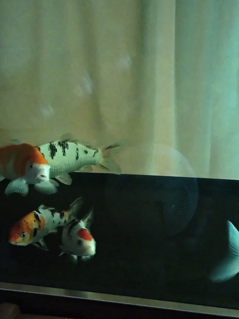 換水+黃粉+換棉+殺菌燈，14小時后，錦鯉尾鰭充血情況，看來好了不少，預計明天換水，700升水繼續下5克黃粉，輕輕地，不敢下重，有好轉就行，其他魚比昨天有活力了點 換水+黃粉+換棉+殺菌燈，14小時后，錦鯉尾鰭充血情況，看來好了不少，預計明天換水，700升水繼續下5克黃粉，輕輕地，不敢下重，有好轉就行，其他魚比昨天有活力了點 龍魚論壇 第2張