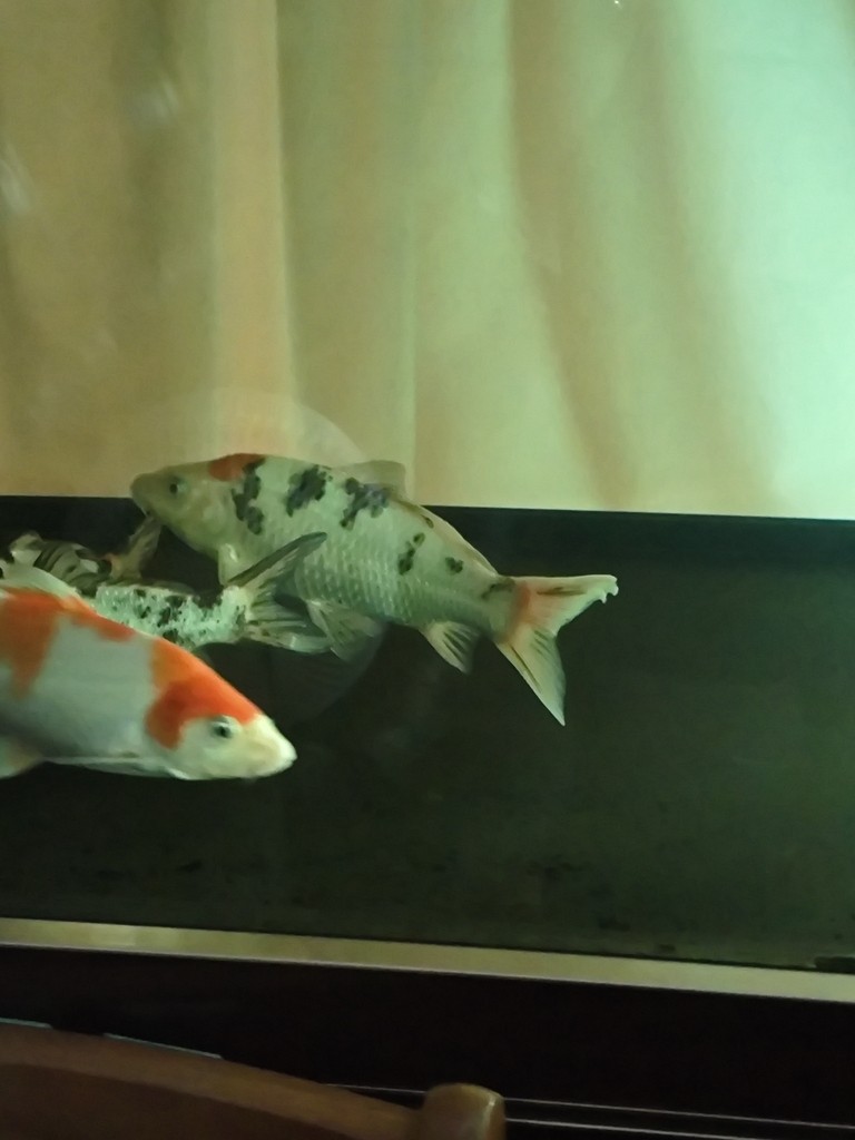 換水+黃粉+換棉+殺菌燈，14小時后，錦鯉尾鰭充血情況，看來好了不少，預計明天換水，700升水繼續下5克黃粉，輕輕地，不敢下重，有好轉就行，其他魚比昨天有活力了點 換水+黃粉+換棉+殺菌燈，14小時后，錦鯉尾鰭充血情況，看來好了不少，預計明天換水，700升水繼續下5克黃粉，輕輕地，不敢下重，有好轉就行，其他魚比昨天有活力了點 龍魚論壇 第3張