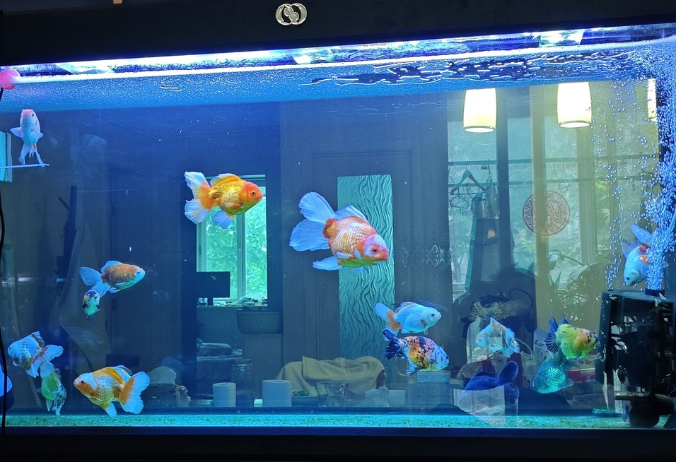 魚缸燈光求助 魚缸燈光求助 龍魚論壇 第1張