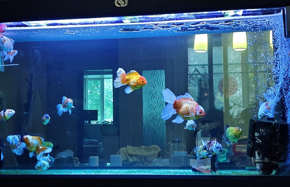 魚缸燈光求助 魚缸燈光求助 龍魚論壇 第2張