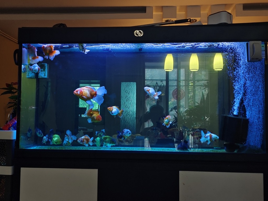 魚缸燈光求助 魚缸燈光求助 龍魚論壇 第3張