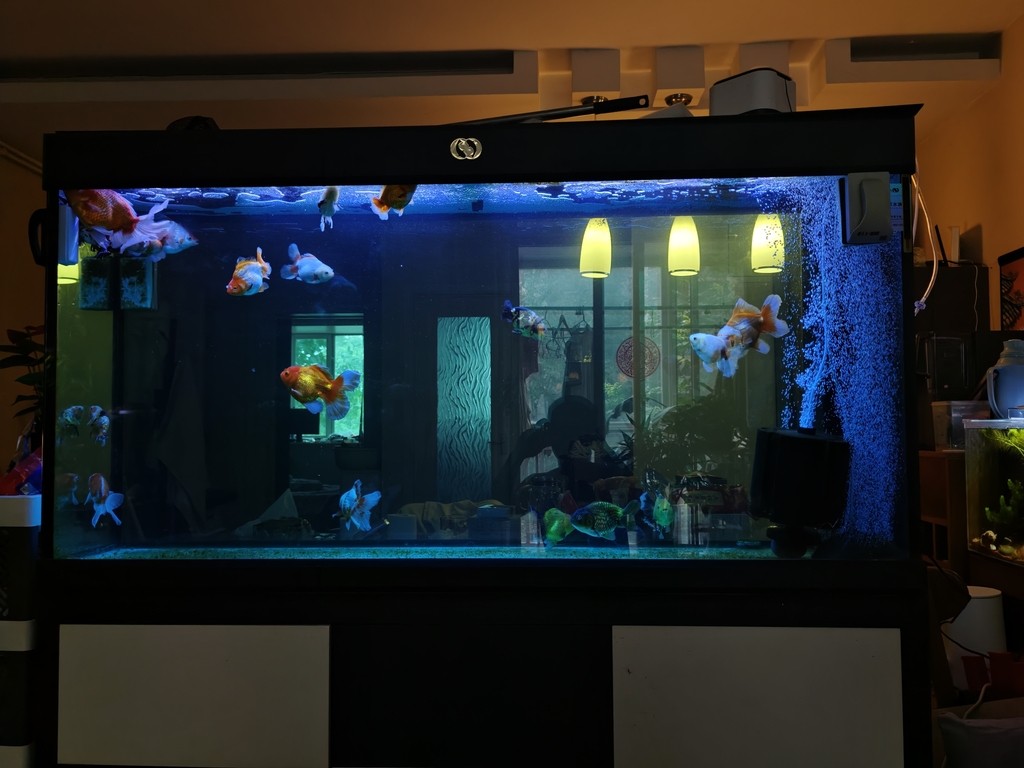 魚缸燈光求助 魚缸燈光求助 龍魚論壇 第4張