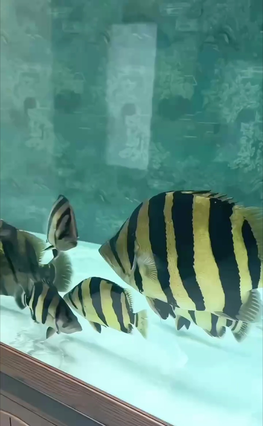 興趣很貴精神可貴 興趣很貴精神可貴 龍魚論壇