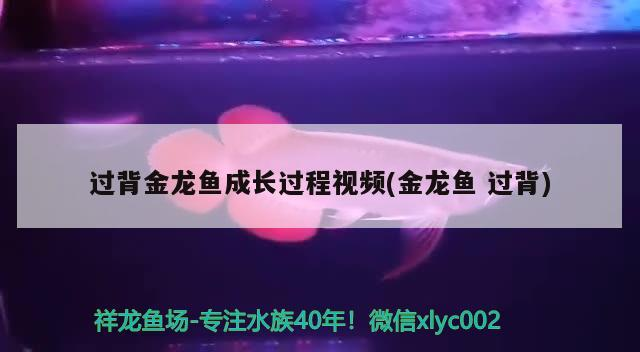 過背金龍魚成長過程視頻(金龍魚過背)