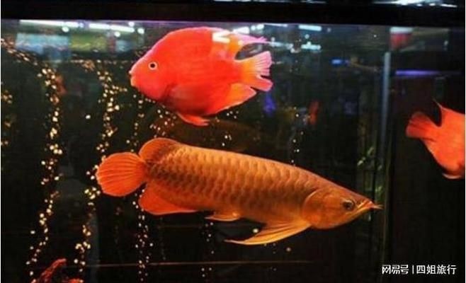 最貴的血紅龍魚是什么魚啊：世界上最貴的觀賞魚——血紅龍 最貴的血紅龍魚是什么魚啊：世界上最貴的觀賞魚——血紅龍 紅龍魚百科 第5張