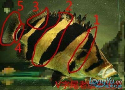 老版泰虎絕版原因：老版泰虎絕版原因包括以下幾個方面老版泰虎絕版原因 老版泰虎絕版原因：老版泰虎絕版原因包括以下幾個方面老版泰虎絕版原因 虎魚百科 第3張