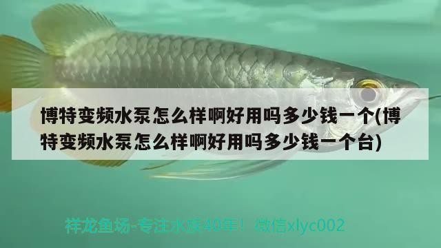 博特變頻水泵怎么樣啊好用嗎多少錢一個(gè)(博特變頻水泵怎么樣啊好用嗎多少錢一個(gè)臺(tái))