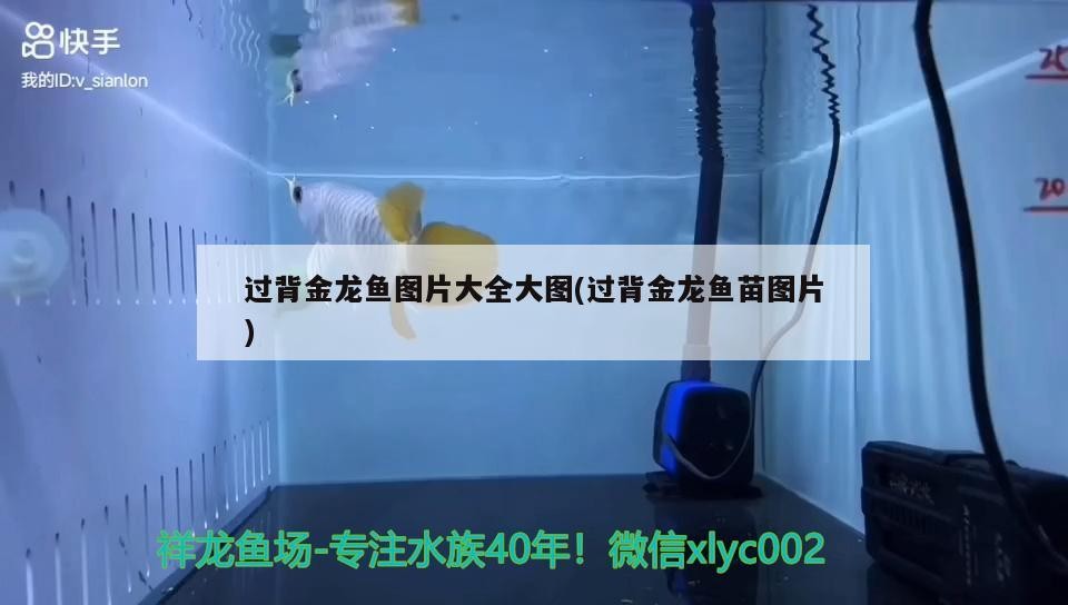 過背金龍魚圖片大全大圖(過背金龍魚苗圖片) 過背金龍魚圖片大全大圖(過背金龍魚苗圖片) 金龍魚百科
