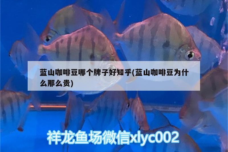 藍山咖啡豆哪個牌子好知乎(藍山咖啡豆為什么那么貴) 藍山咖啡豆哪個牌子好知乎(藍山咖啡豆為什么那么貴) 馬來西亞咖啡