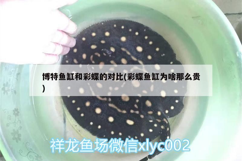 博特魚缸和彩蝶的對比(彩蝶魚缸為啥那么貴)