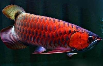 紅龍魚的特點和生活特征是什么意思：紅龍魚在風水中的具體作用