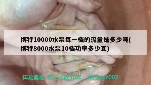 博特10000水泵每一檔的流量是多少噸(博特8000水泵10檔功率多少瓦)