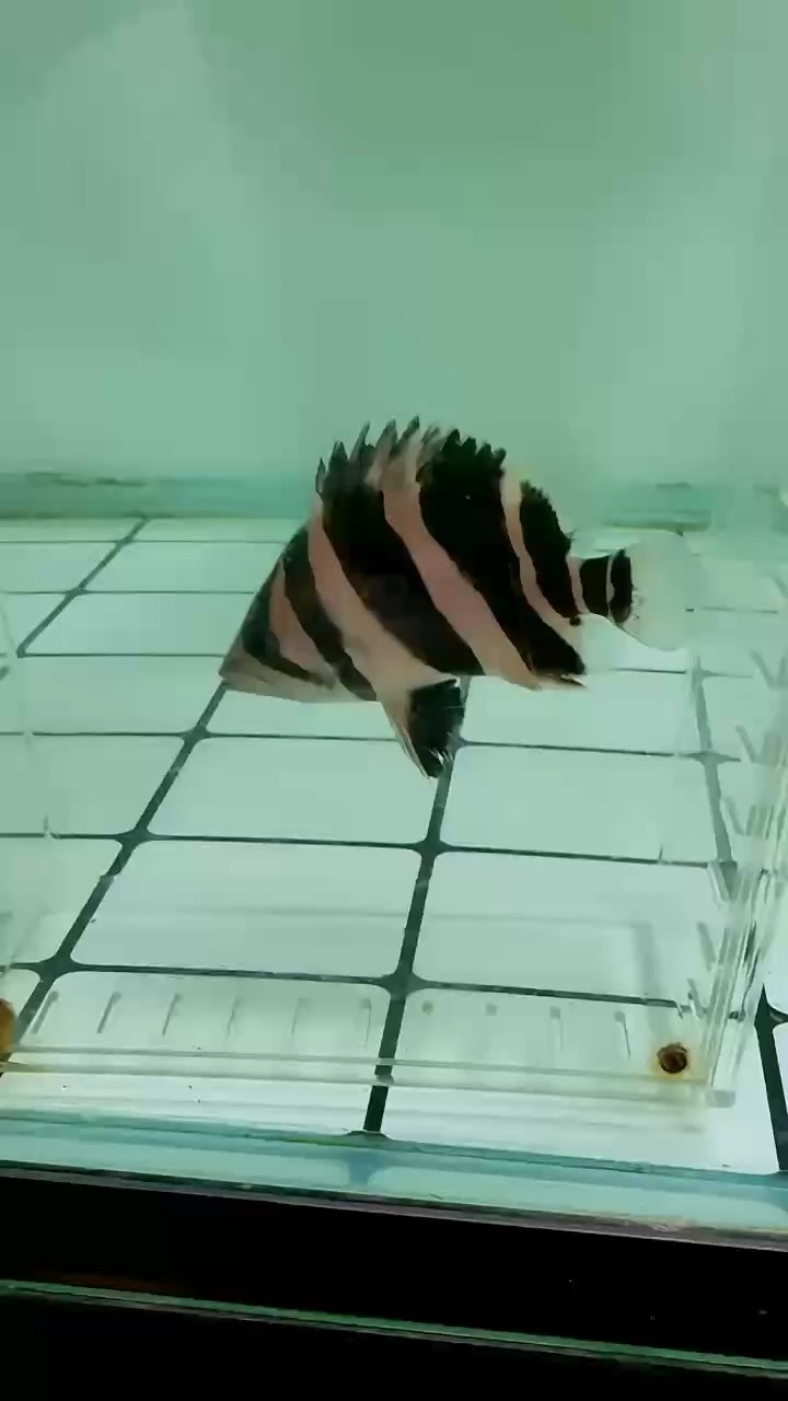 我的虎魚真菌感染了要怎么處理 刀紋 龍魚論壇 刀紋 刀紋 龍魚論壇