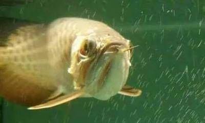 龍魚不喜歡游動是什么了呢