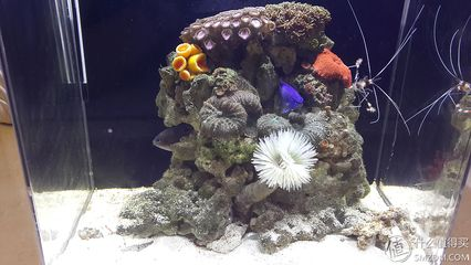 amf海水魚缸官網(wǎng)：amf海水農(nóng)場生態(tài)魚缸使用說明
