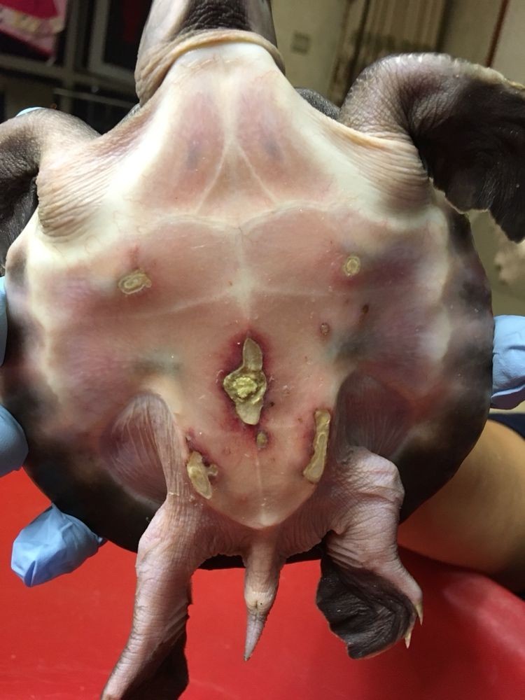 金華觀賞魚市場豬鼻龜病了求醫 金華觀賞魚市場豬鼻龜病了求醫 豬鼻龜百科 第1張