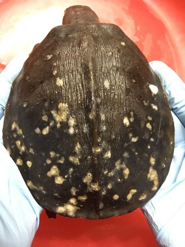 金華觀賞魚市場豬鼻龜病了求醫 金華觀賞魚市場豬鼻龜病了求醫 豬鼻龜百科 第2張