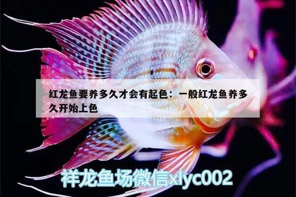 紅龍魚要養多久才會有起色效果：紅龍魚什么時候發色