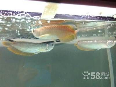 印尼虎長的快嗎：印尼虎一年能長多少生長速度印尼虎魚的生長速度并不慢
