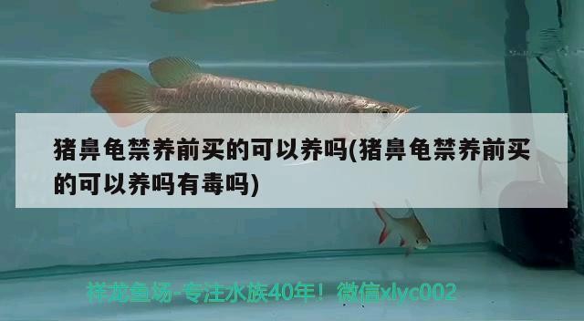 豬鼻龜禁養前買的可以養嗎(豬鼻龜禁養前買的可以養嗎有毒嗎)