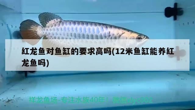 養紅龍魚要多大的魚缸合適呀