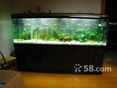 巴南哪里有魚缸賣的地方：巴南區寵尚寵物銷售中心成立于2023年巴南區炫度魚缸店
