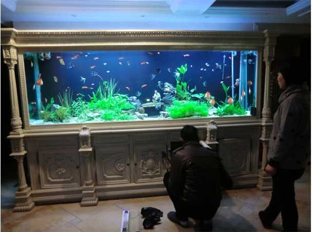 巴南哪里有魚缸賣的地方：巴南區(qū)寵尚寵物銷售中心成立于2023年巴南區(qū)炫度魚缸店