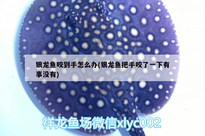 銀龍魚咬到手怎么辦(銀龍魚把手咬了一下有事沒有)