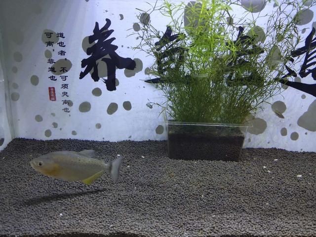 養(yǎng)虎魚可以放沉木嗎：養(yǎng)虎魚是否放沉木取決于個(gè)人喜好和養(yǎng)魚的實(shí)際經(jīng)驗(yàn)豐富