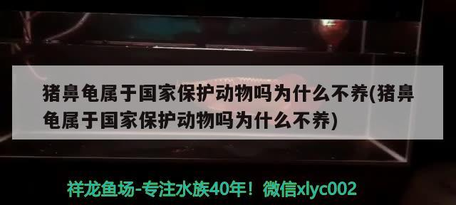 豬鼻龜屬于國(guó)家保護(hù)動(dòng)物嗎為什么不養(yǎng)(豬鼻龜屬于國(guó)家保護(hù)動(dòng)物嗎為什么不養(yǎng))