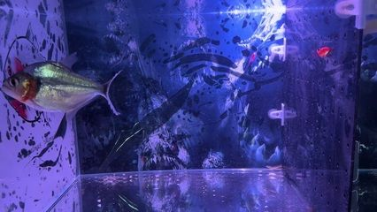 虎魚養多久才變黃色：虎魚養多久才會變黃色