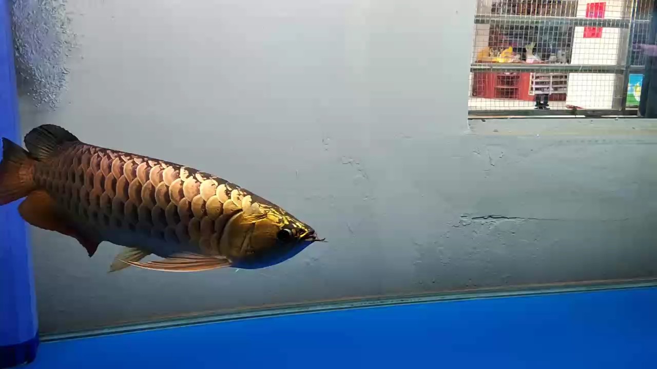 新加坡金龍
